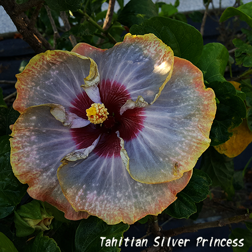 Tahitian Silver Princess